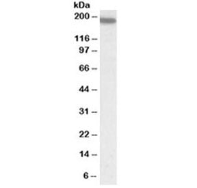 LFA-1 Antibody