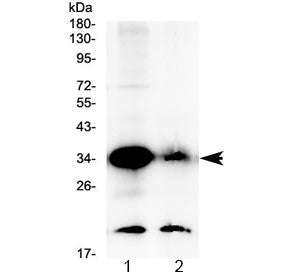 Western blot testing of human 1) 22RV1 and 2) placenta lysate with GDF15 antibody at 0.5ug/ml. Predi