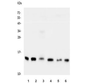 Cystatin C Antibody / Cystatin 3