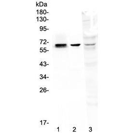 COBRA1 Antibody