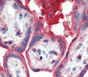 APOA1 Antibody (Apolipoprotein A-I)