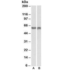 PDCD4 Antibody