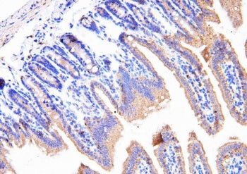 IHC-P: Cyclophilin B antibody testing of mouse intestine tissue. HIER: boil tissue sections in pH6 c