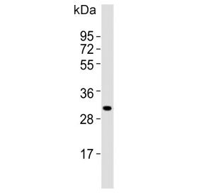 MSX1 Antibody