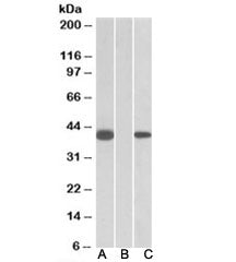 FANCF Antibody