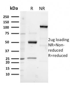 SDS-PAGE analysis of purified, BSA-free Glycoprotein 2 antibody (clone GP2/3133R) as confirmation of