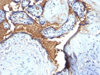 IHC testing of FFPE human placenta with Glycophorin A antibody. Required HIER: boil tissue sections 