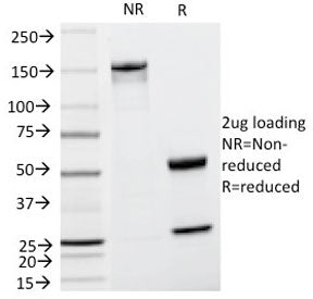 SDS-PAGE analysis of purified, BSA-free TRP1 antibody (clone TA99) as confirmation of integrity and 