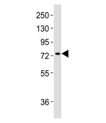 MeCP2 Antibody
