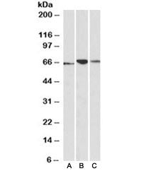 PDIA2 Antibody
