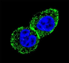 IDH Antibody