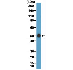 CD14 Antibody