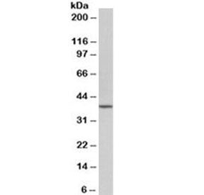 Oct4 Antibody