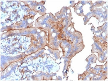 IHC staining of FFPE human colon tissue with LY75/DEC-205 antibody (clone CD205/3720). HIER: boil ti