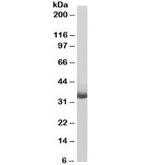 CD20 Antibody [Biotin Conjugate]