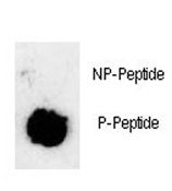 Dot blot analysis of phosphorylated-Sox2 antibody. 50ng of phos-peptide or nonphos-peptide per dot w