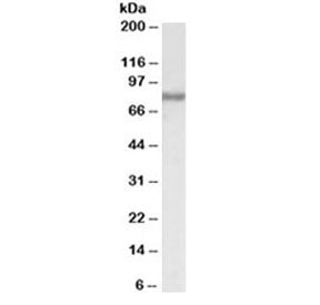 ACSL4 Antibody
