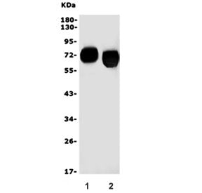 EAAT3 Antibody / SLC1A1