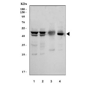 Western blot testing of 1) human HeLa, 2) monkey COS-7, 3) rat skeletal muscle and 4) mouse skeletal