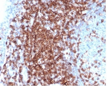 IHC staining of FFPE human tonsil tissue with recombinant CD43 antibody (clone SPN/6562R) at 2ug/ml 