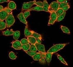 Immunofluorescent staining of PFA-fixed human HeLa cells using MEF2D antibody (green, clone PCRP-MEF