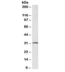 CFD Antibody / Complement Factor D