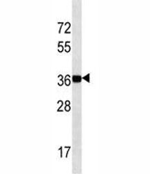 NANOG Antibody