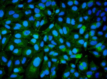 BCAM Antibody / CD239