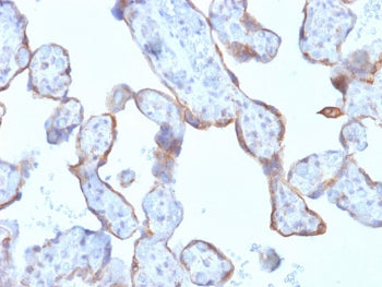 MMP3 Antibody / Matrix Metalloproteinase 3