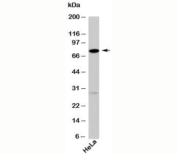 DDX4 Antibody