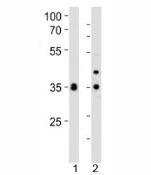 WDR5 Antibody