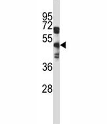 EDG8 Antibody