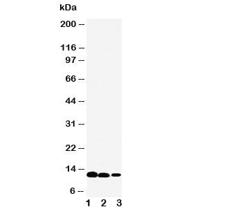 IL-13 Antibody