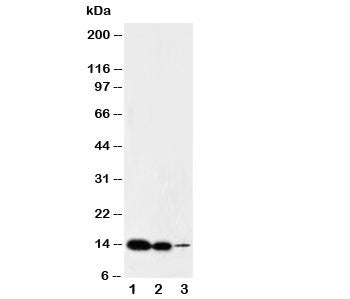IL-2 Antibody