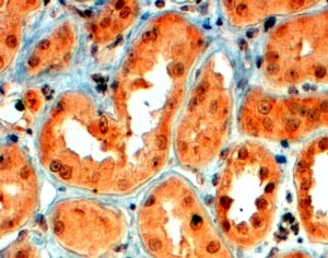 IHC testing of FFPE human kidney with Semaphorin 5A antibody at 4ug/ml. HIER: steamed with pH6 citra