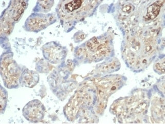IHC staining of FFPE human placental tissue with recombinant AFP antibody (clone rAFP/7257) at 2ug/m