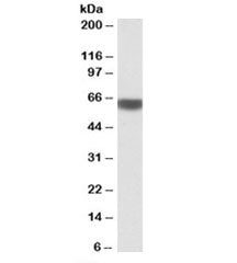 PRKAA2 Antibody