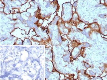 IHC staining of FFPE human placental tissue with PD-L1 antibody (clone PDL1/8591R). Inset: PBS used 