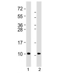 GNG2 Antibody