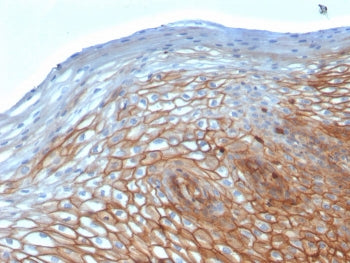 Drebrin 1 Antibody