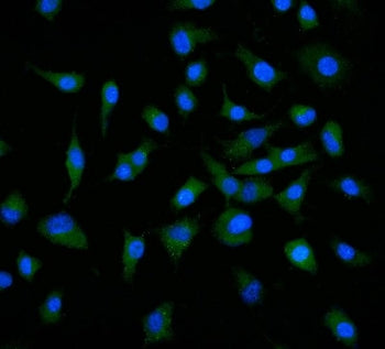 Neuropilin 1 Antibody / NRP1