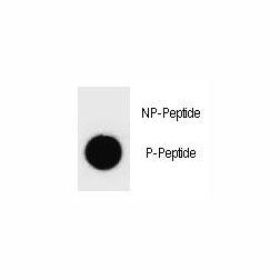c-Kit Antibody (phospho-Y936)