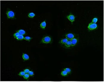 Immunofluorescent staining of FFPE human MCF7 cells with AIF antibody (green) and DAPI nuclear stain