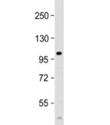 PARP10 Antibody