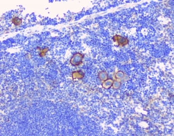 CD229 Antibody / Ly9