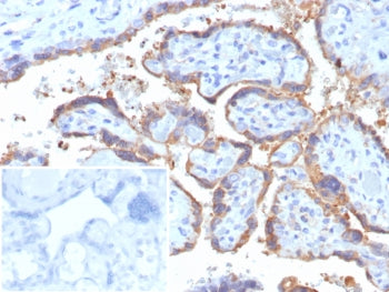HCG-alpha Antibody