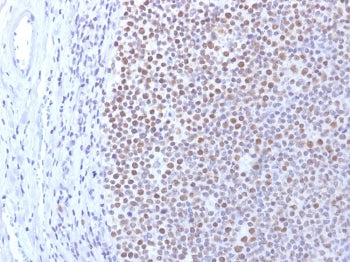 Dnmt1 Antibody