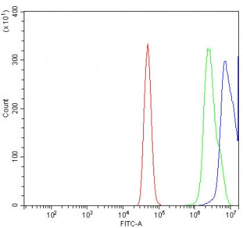 MAFG Antibody / V-maf musculoaponeurotic fibrosarcoma oncogene homolog G