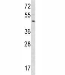 RNF41 Antibody