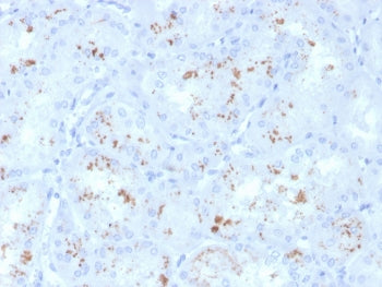 IHC staining of FFPE human kidney with Retinol Binding Protein 4 antibody (clone RBP4/4050). HIER: b